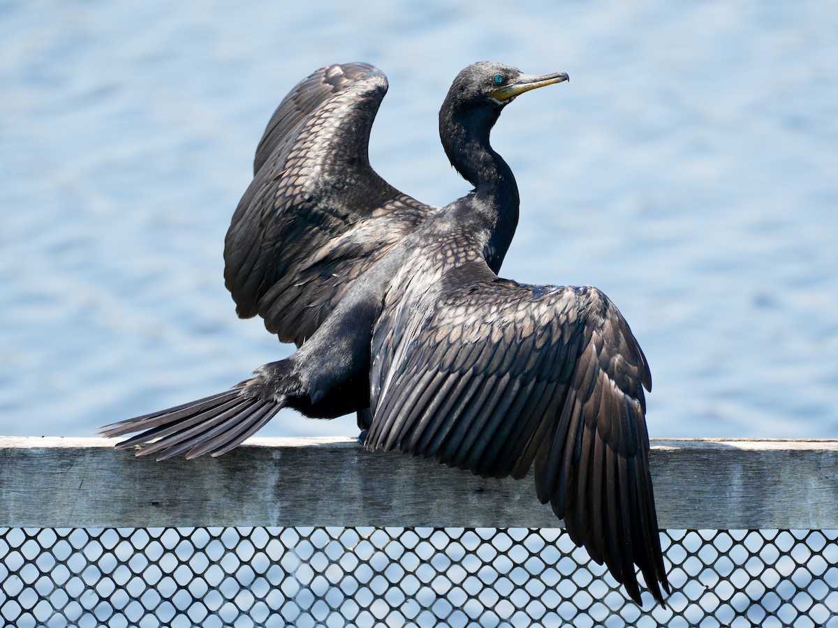 Cormorán Indio - ML650365579