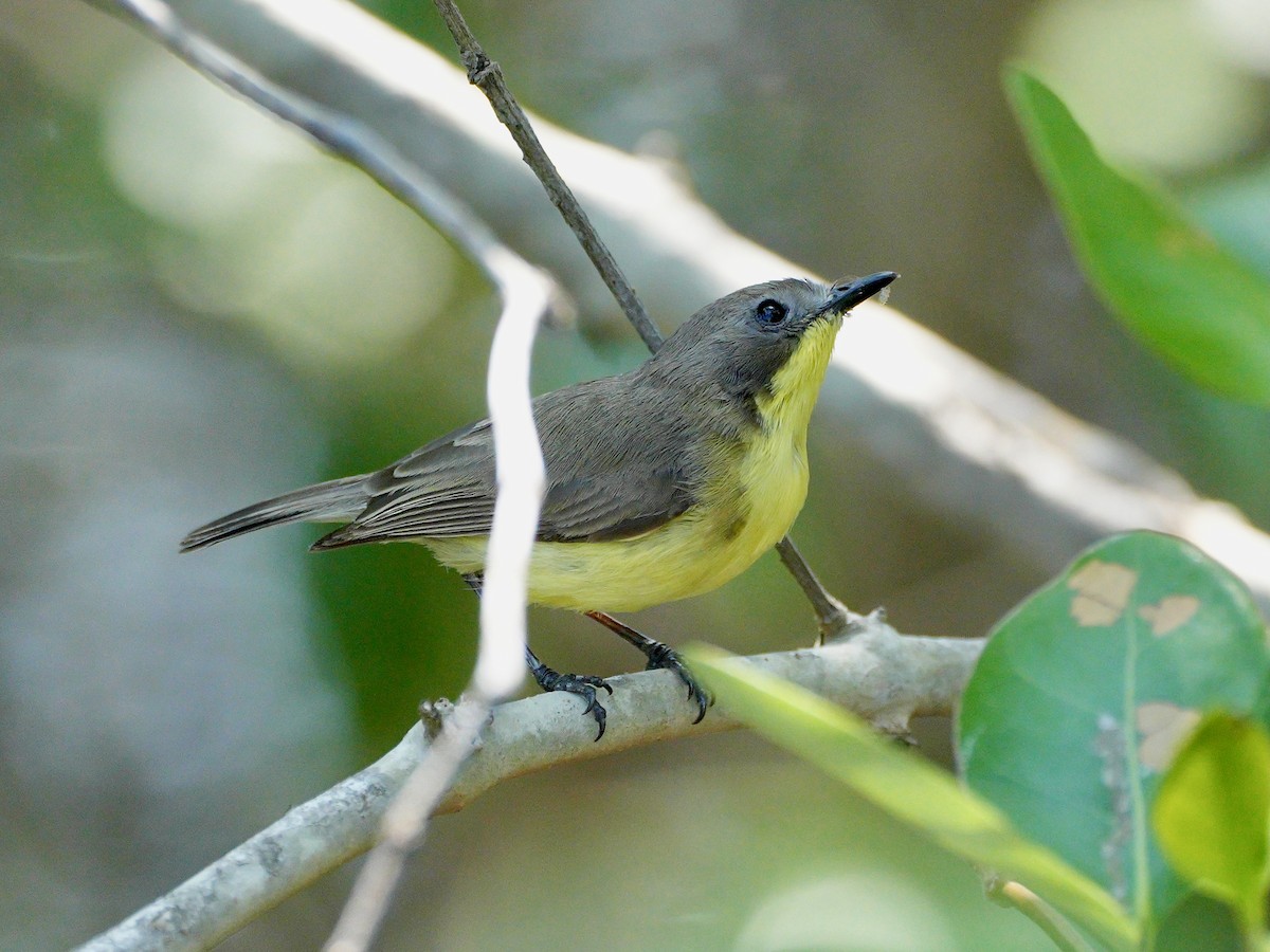 Gerigón Sulfúreo - ML650365588