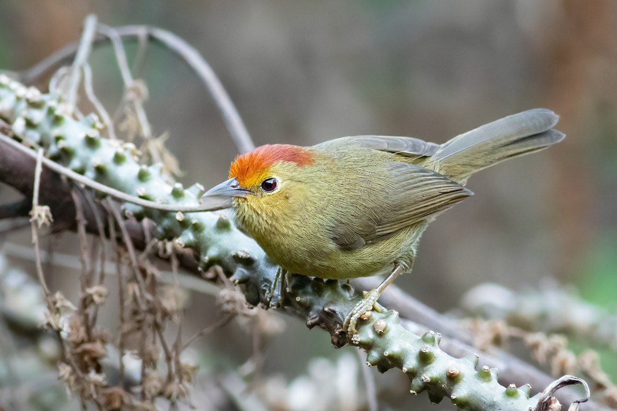 Rufous-capped Babbler - ML650365625