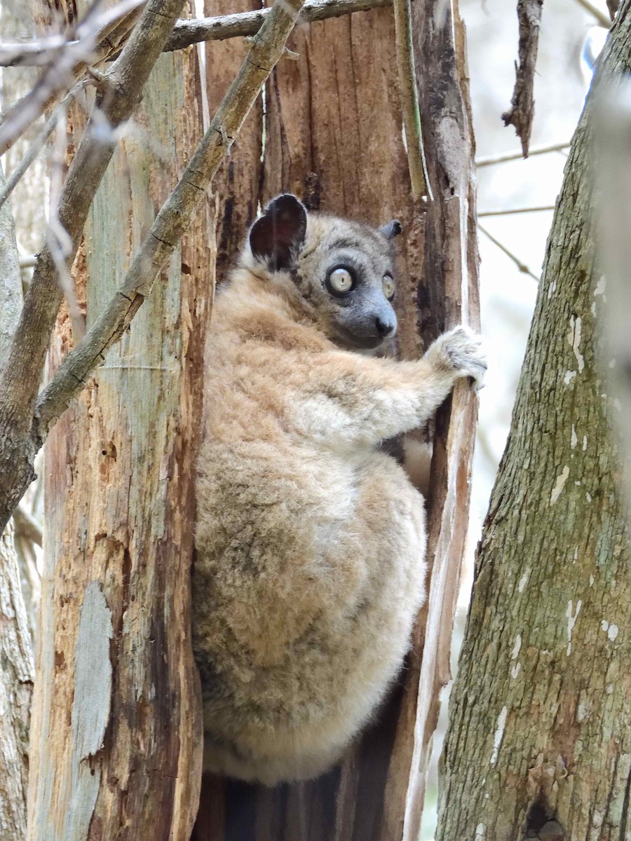 Animali - ML650365874