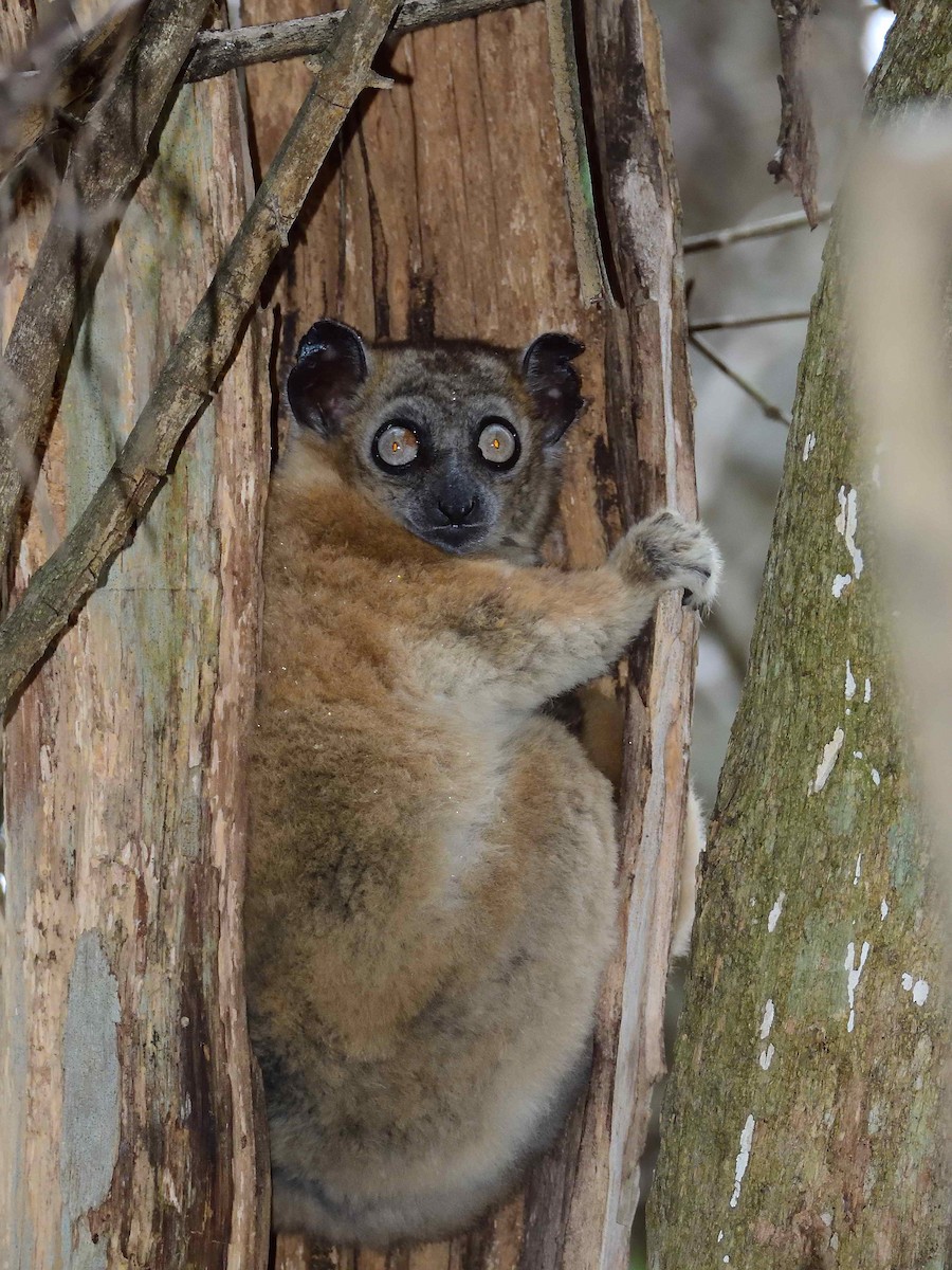 Animali - ML650365879