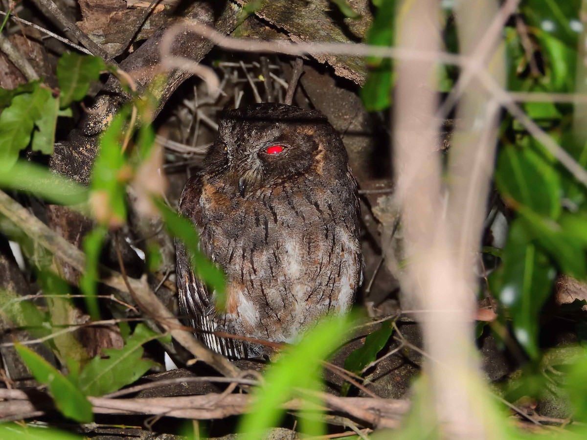 Madagascar Scops-Owl - ML650365884