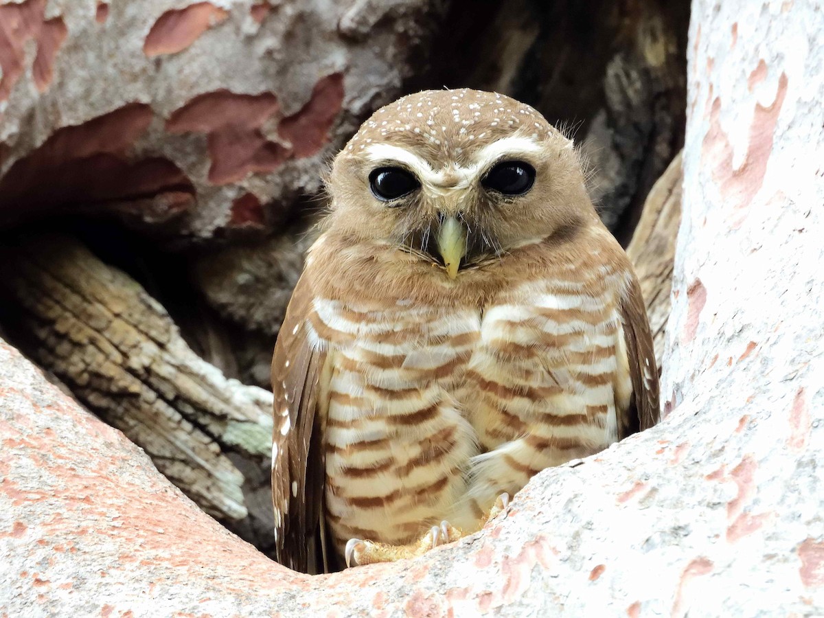 White-browed Owl - ML650365911