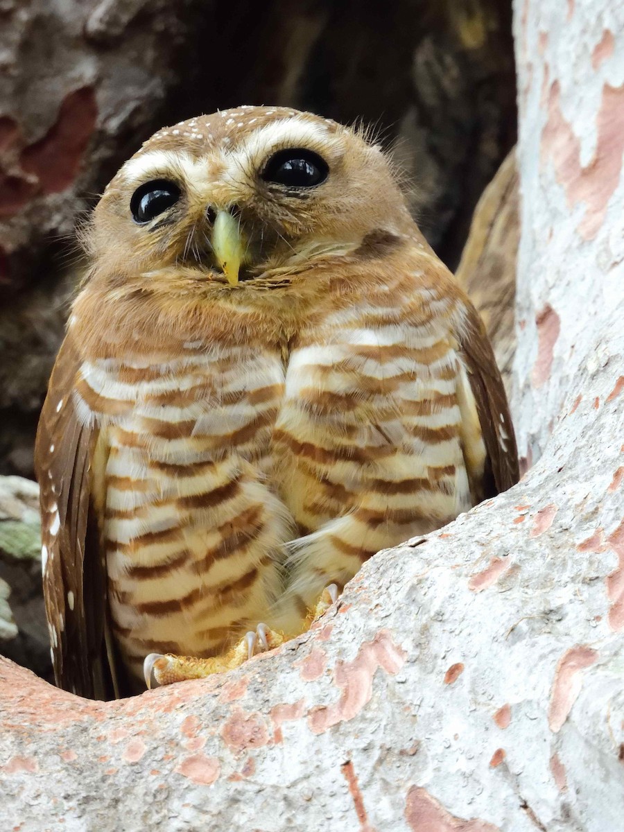 White-browed Owl - ML650365913