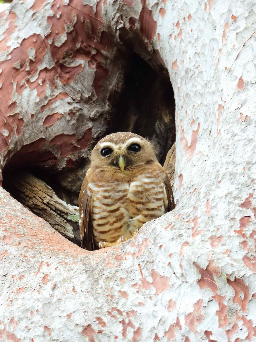 White-browed Owl - ML650365914