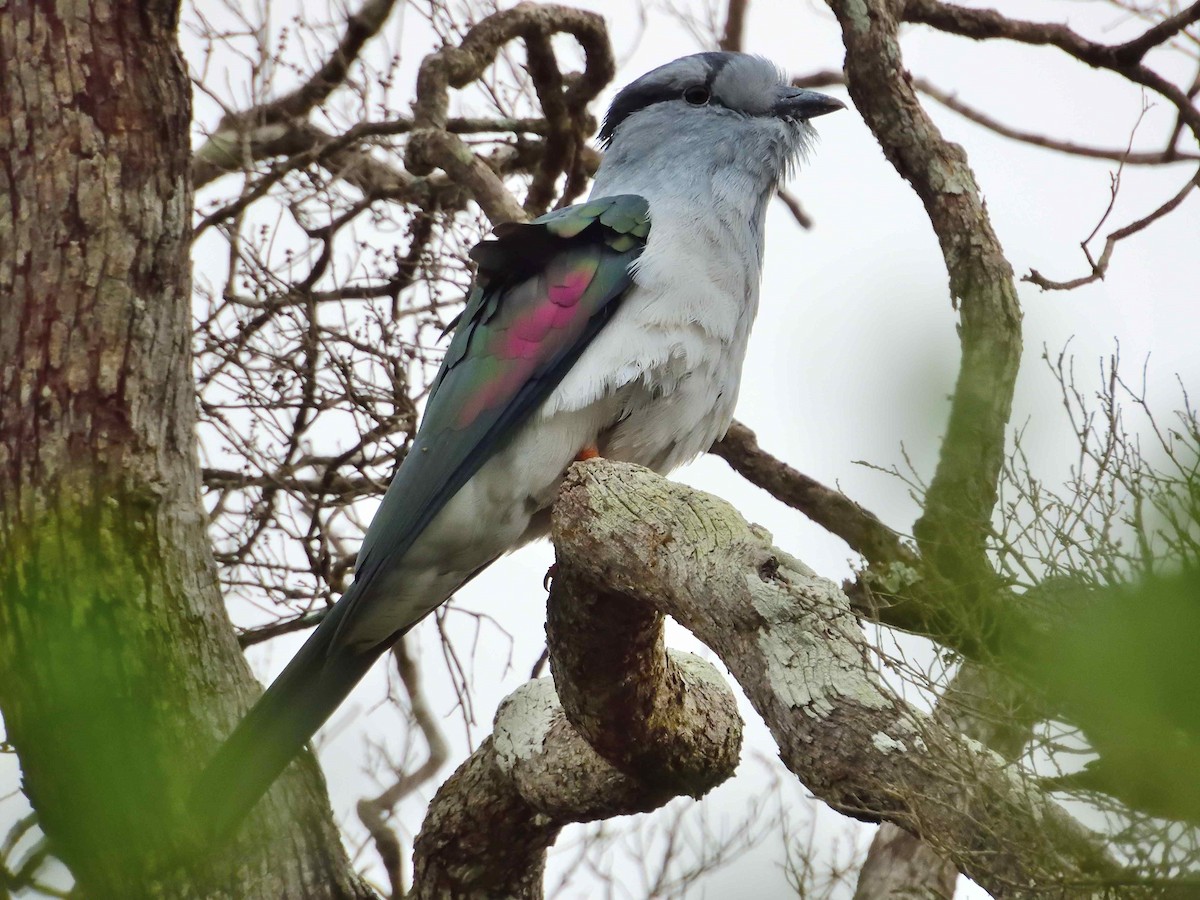 Cuckoo-roller - ML650365916