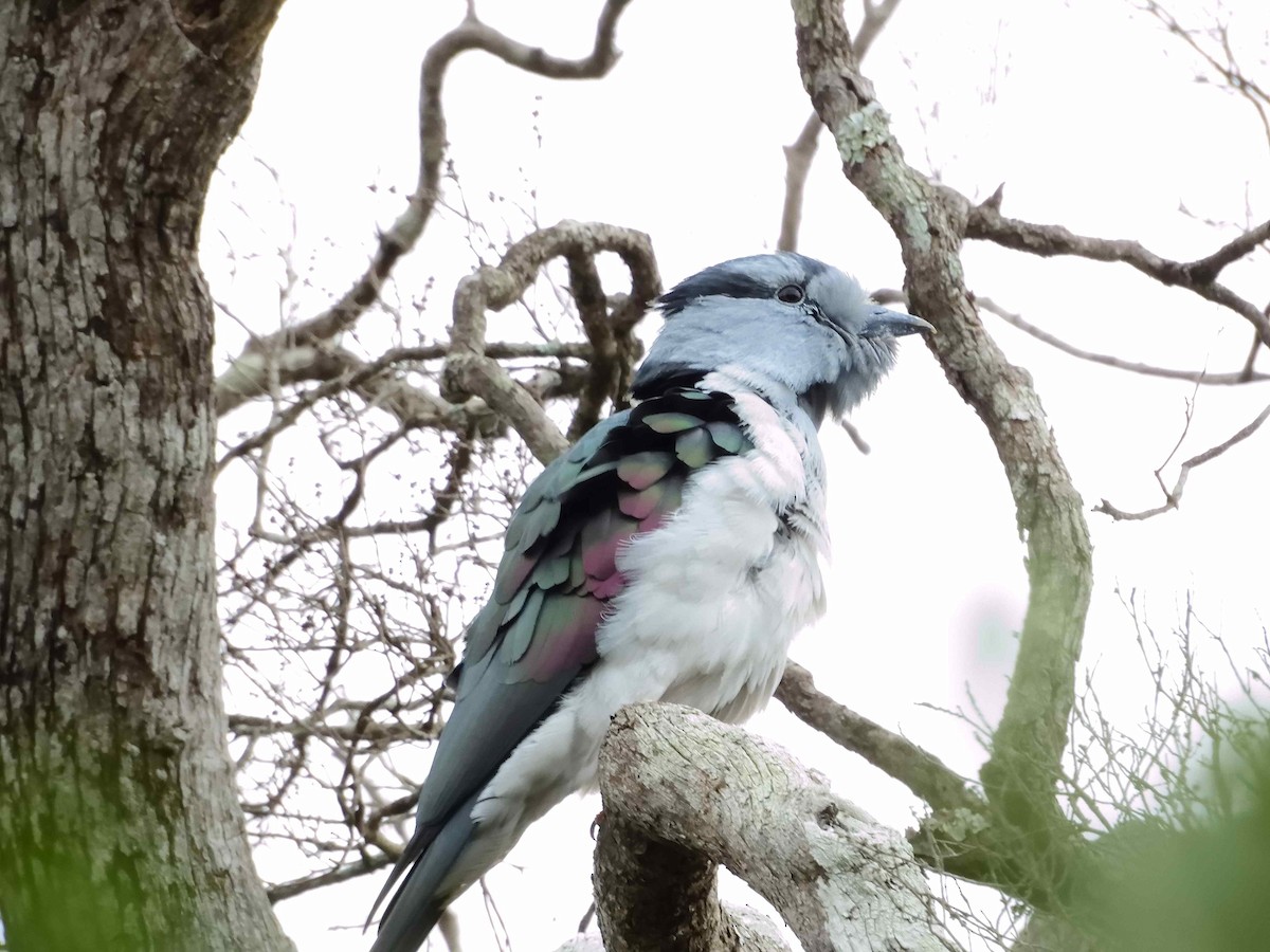 Cuckoo-roller - ML650365917