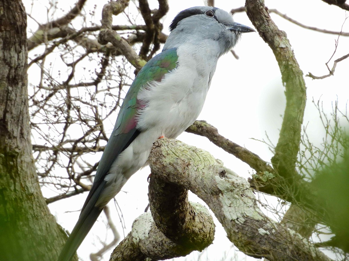 Cuckoo-roller - ML650365920