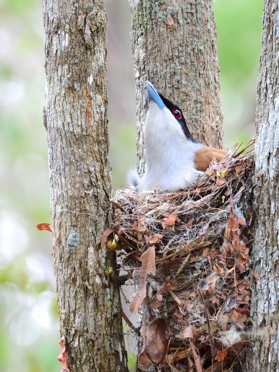 Rufous Vanga - ML650365983