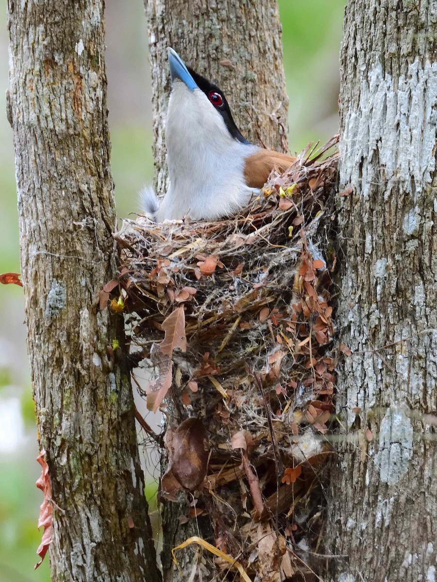 Rufous Vanga - ML650365984