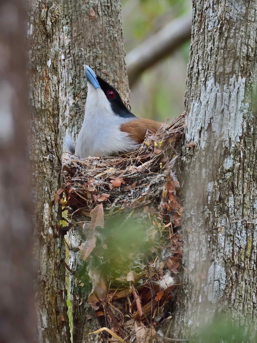 Rufous Vanga - ML650365988