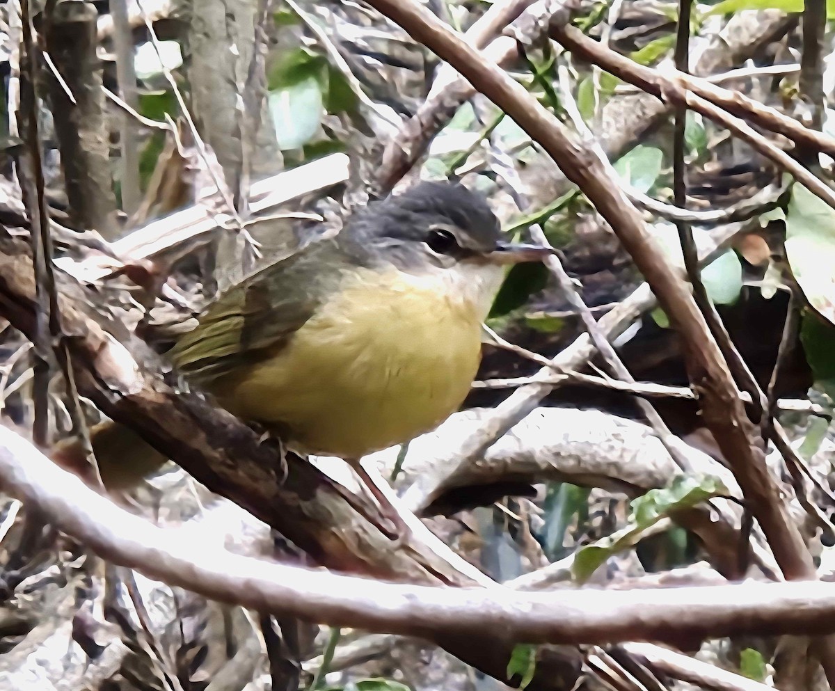 Appert's Tetraka - ML650366006