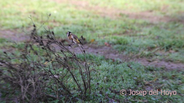 European Goldfinch - ML650366235