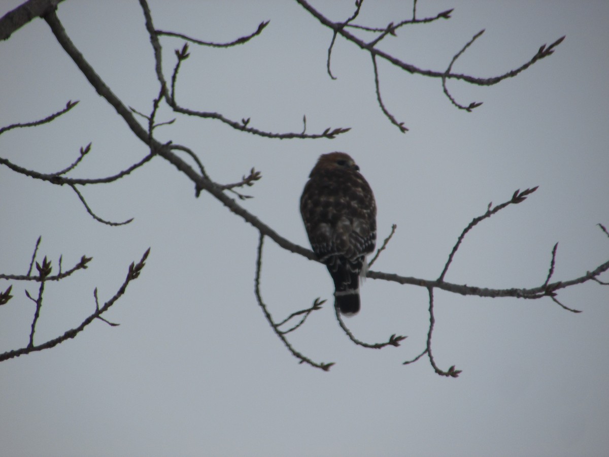Red-shouldered Hawk - ML650366416