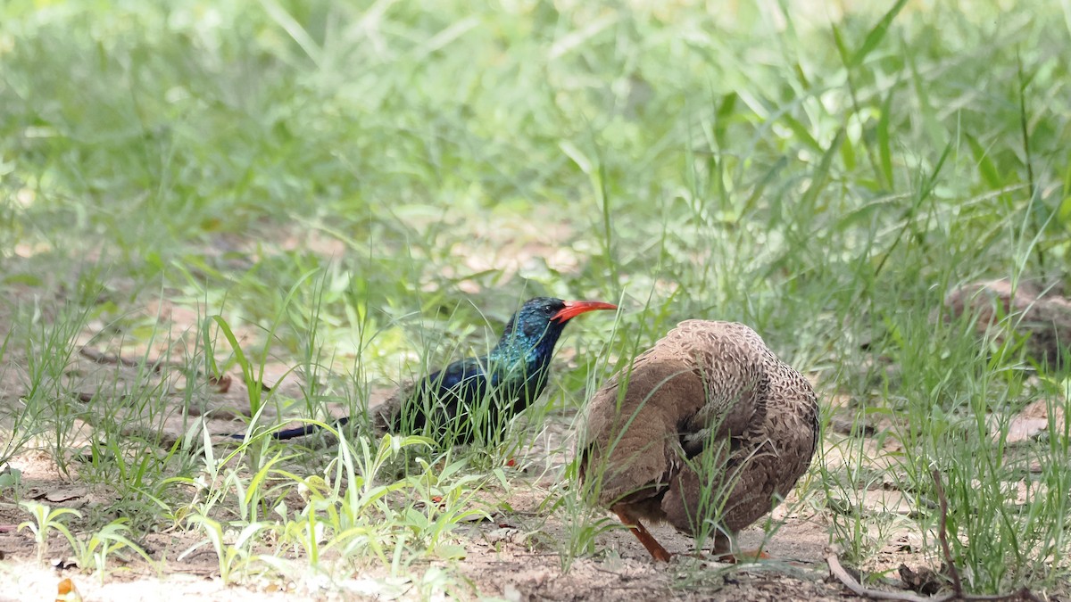 Green Woodhoopoe - ML650366423