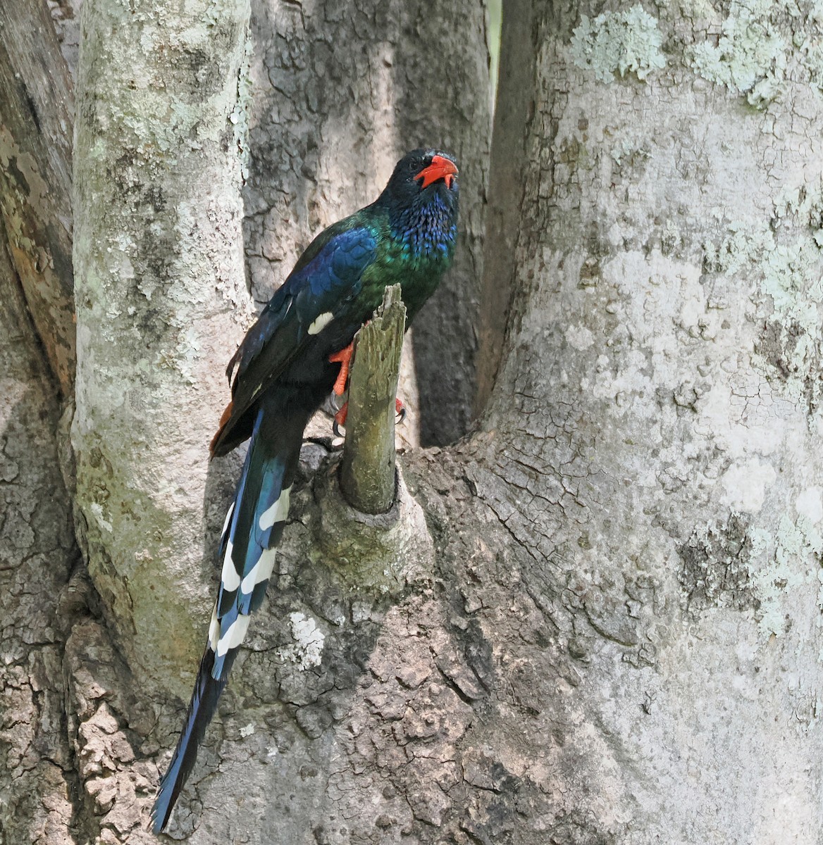 Green Woodhoopoe - ML650366426