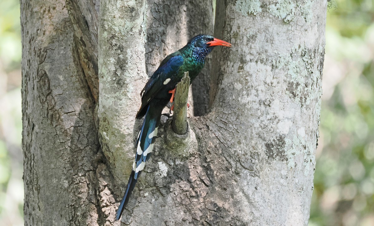 Green Woodhoopoe - ML650366427