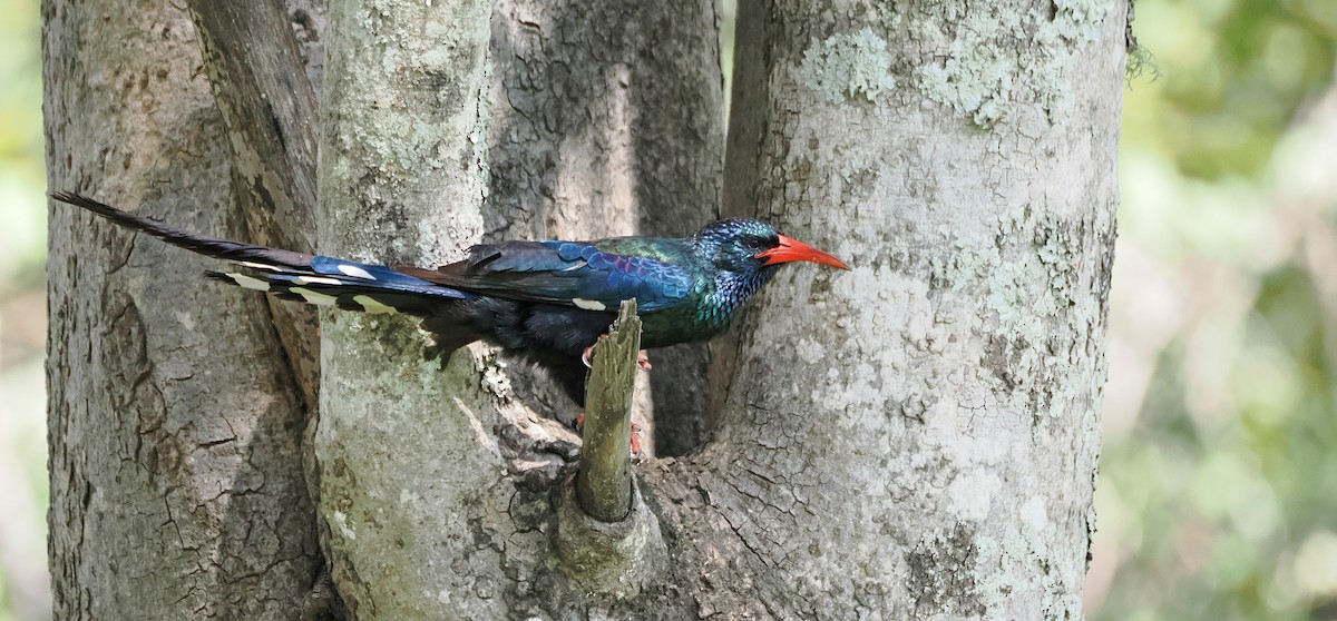 Green Woodhoopoe - ML650366428