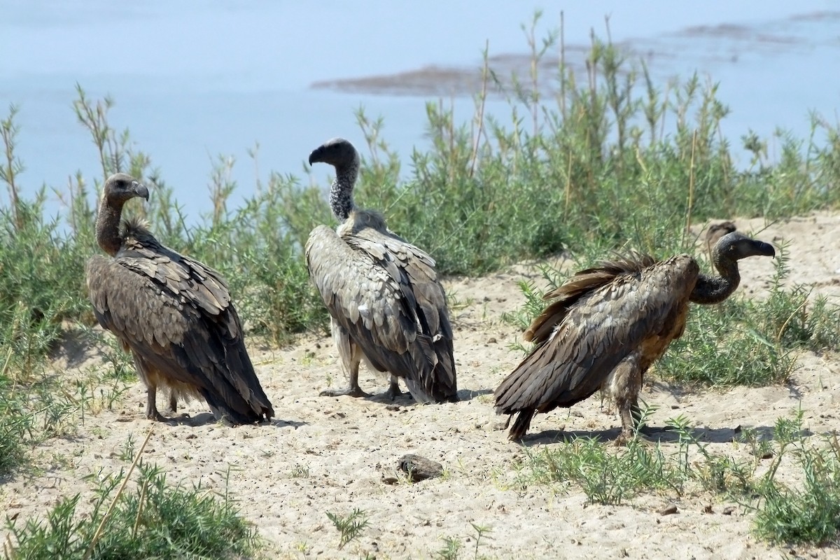 נשר לבן-גב - ML650366447