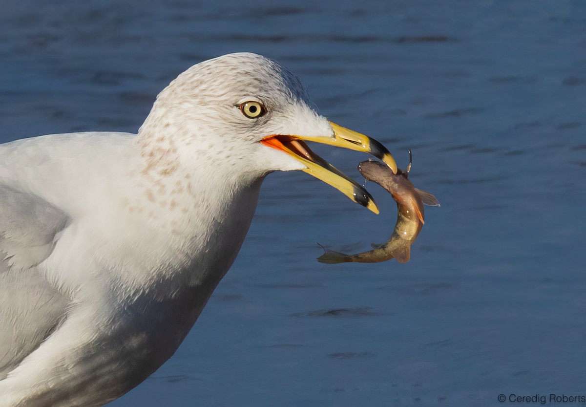 שחף עקוד-מקור - ML650366480