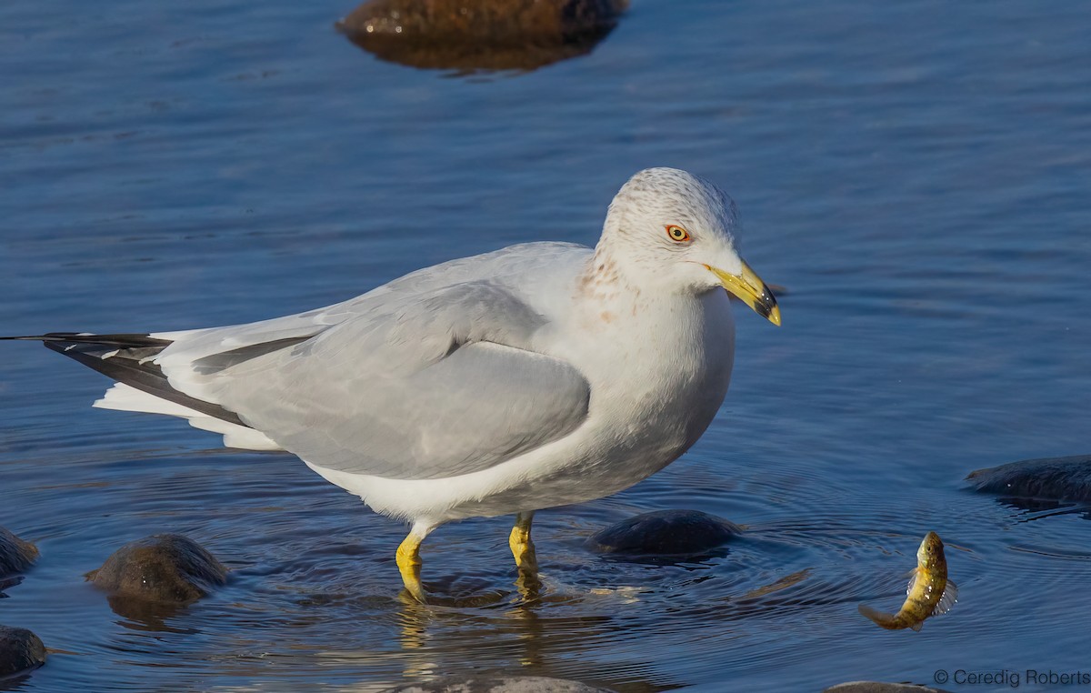 שחף עקוד-מקור - ML650366484