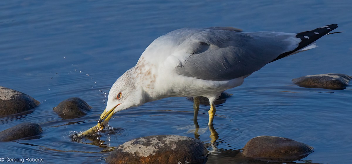 שחף עקוד-מקור - ML650366485