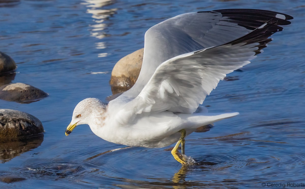 שחף עקוד-מקור - ML650366486