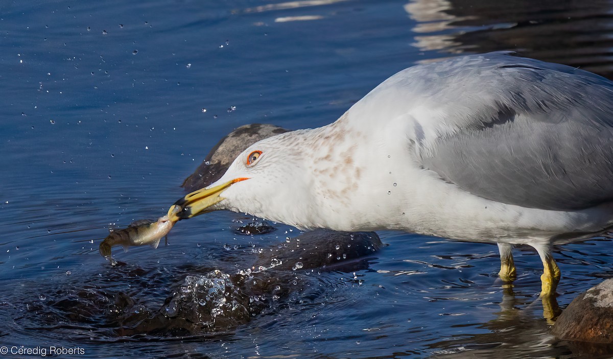 שחף עקוד-מקור - ML650366487