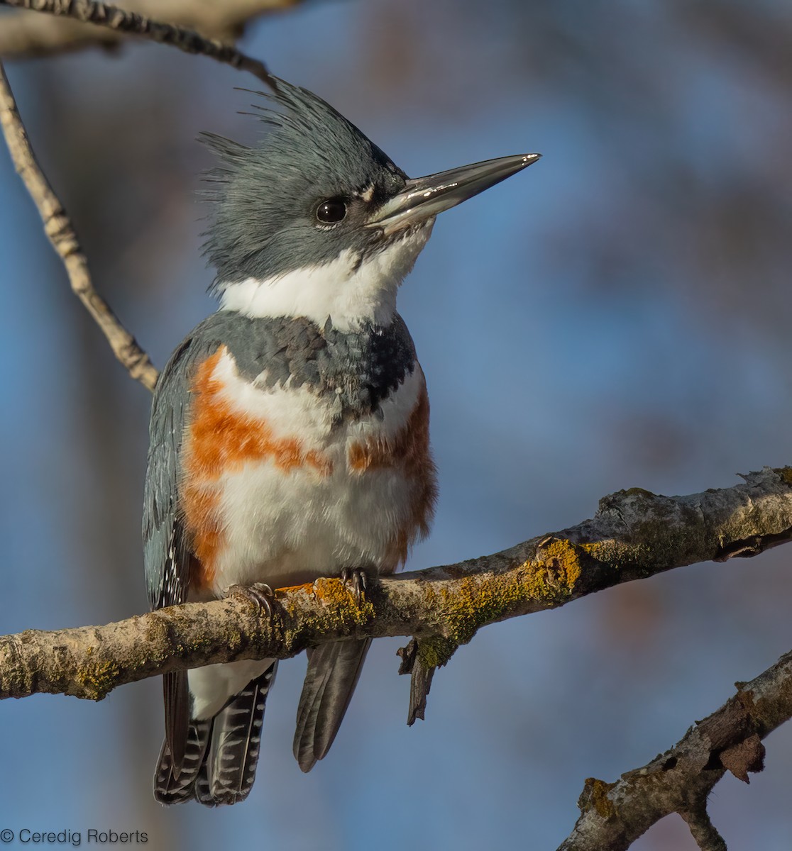 שלדג אמריקני - ML650366496