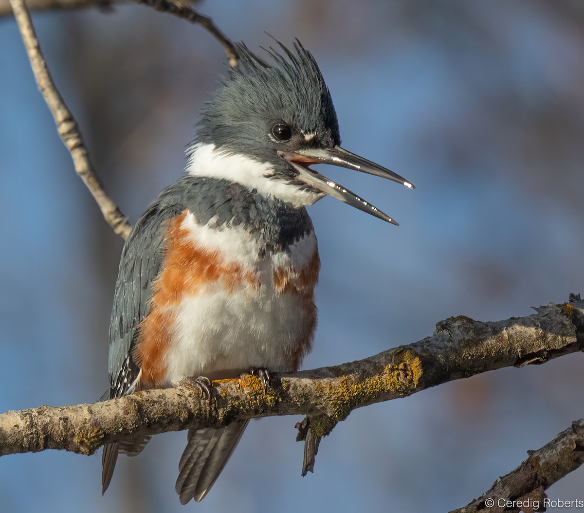 שלדג אמריקני - ML650366497