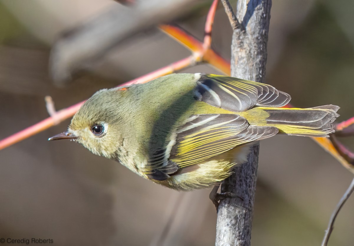 מלכילון אמריקני - ML650366502