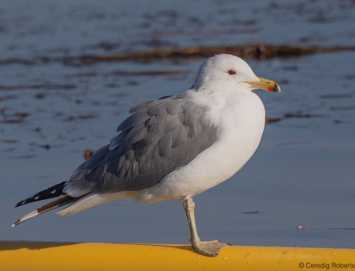 California Gull - ML650366523