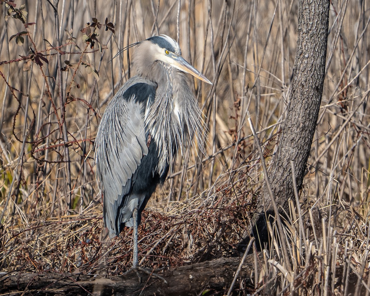 オオアオサギ - ML650366616