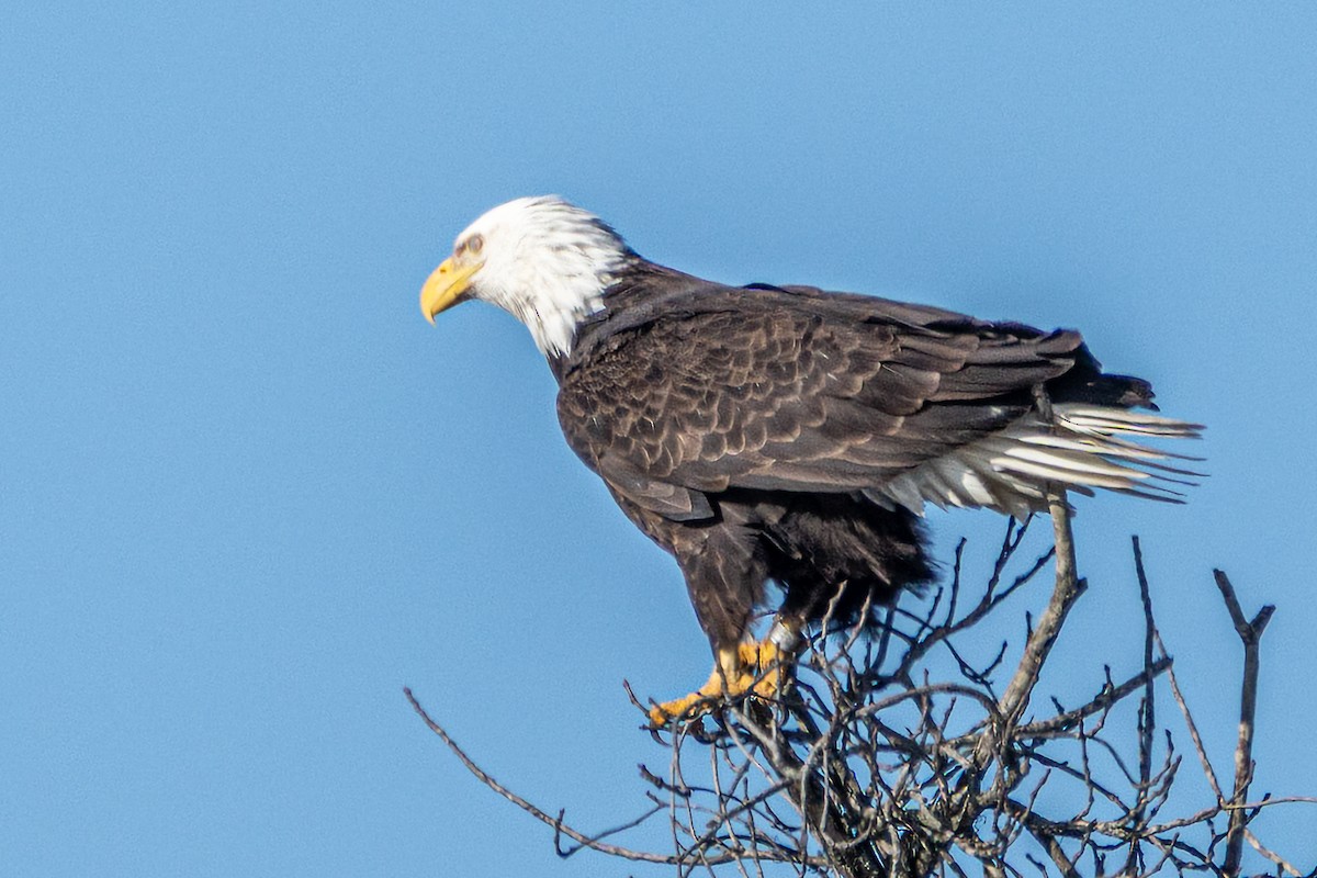 ハクトウワシ - ML650366636