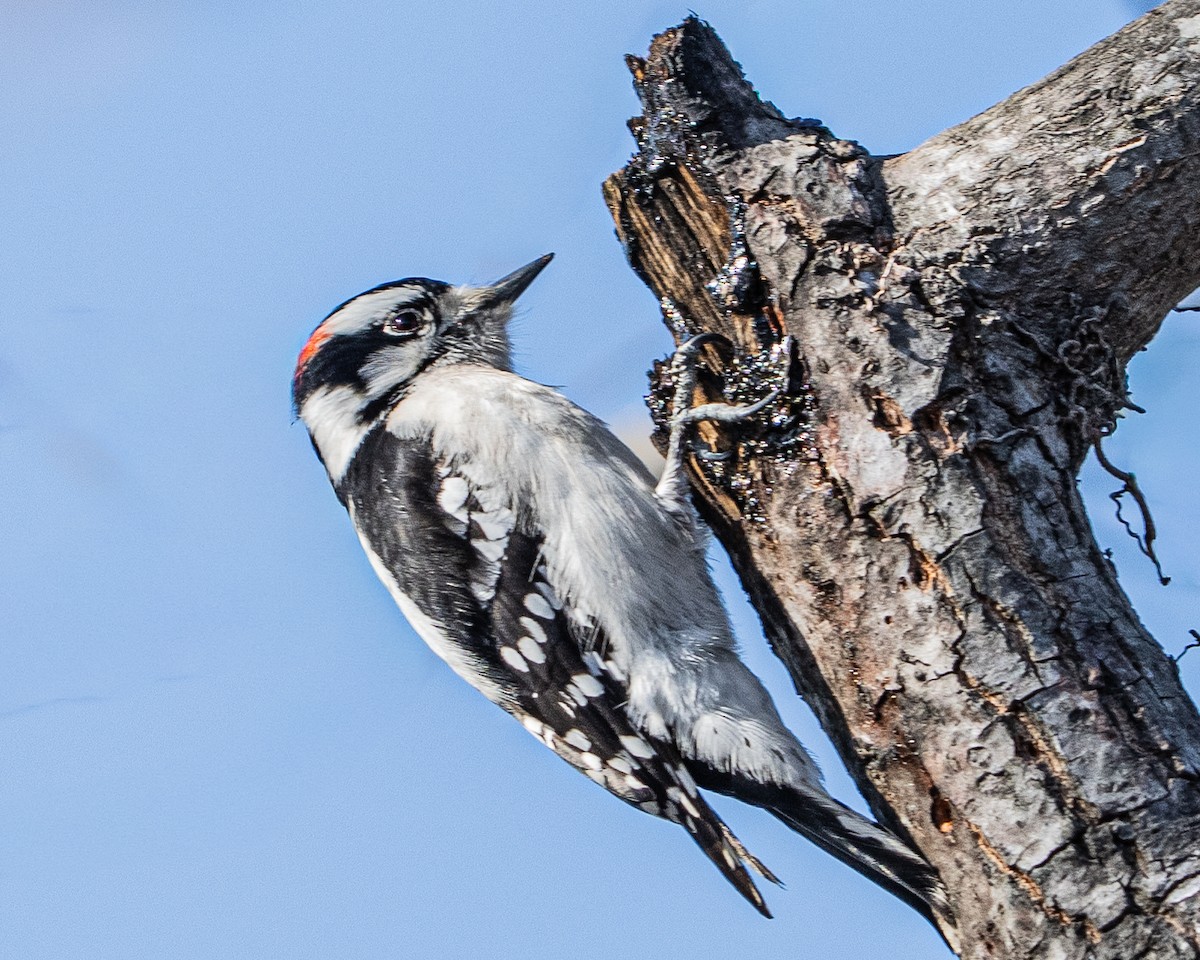 セジロコゲラ - ML650366642