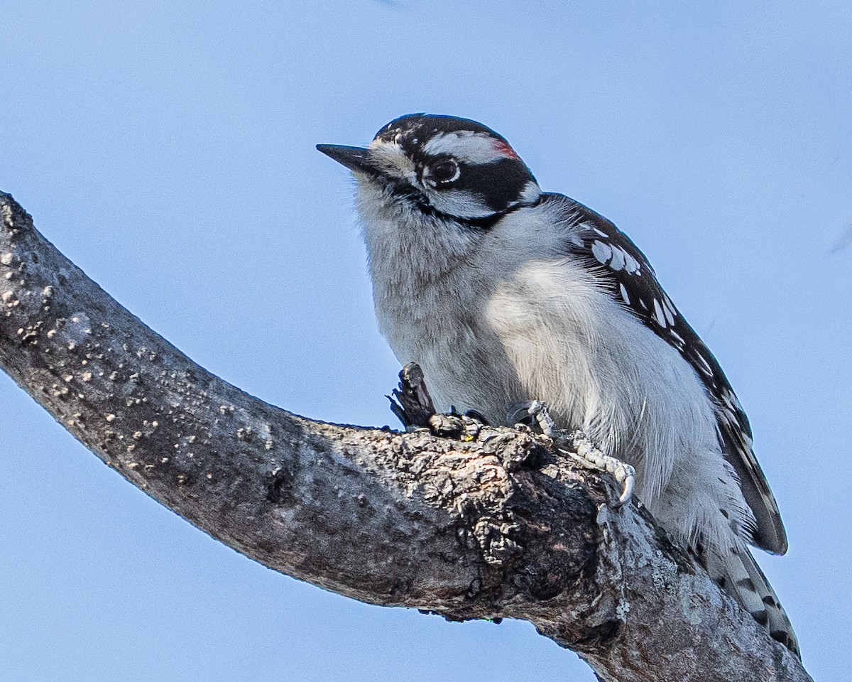 セジロコゲラ - ML650366643