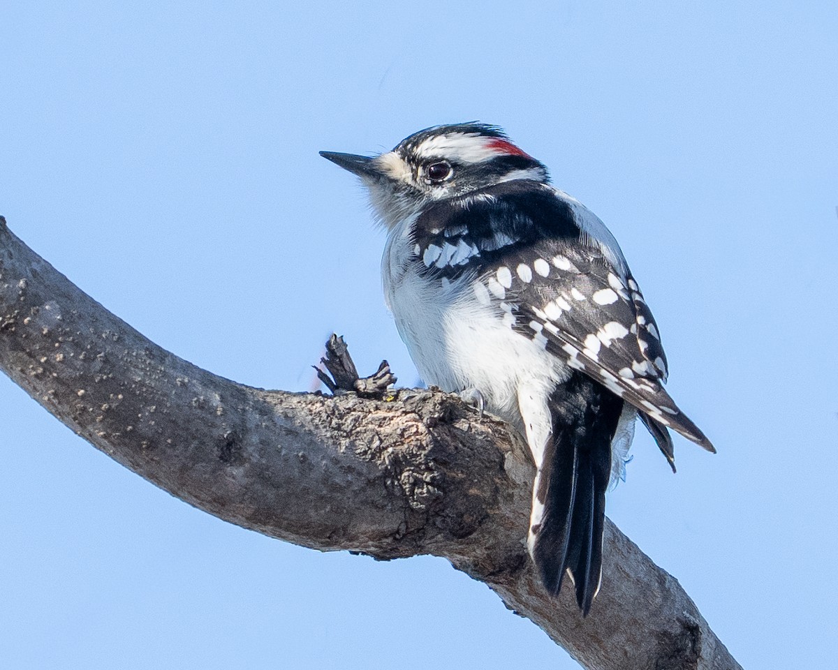 セジロコゲラ - ML650366644