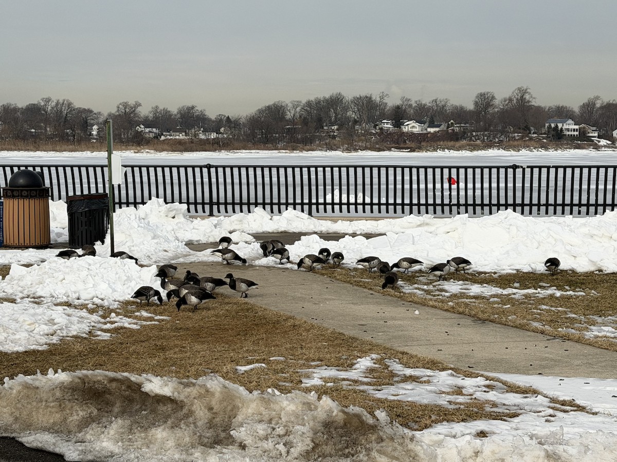 Чёрная казарка - ML650366663