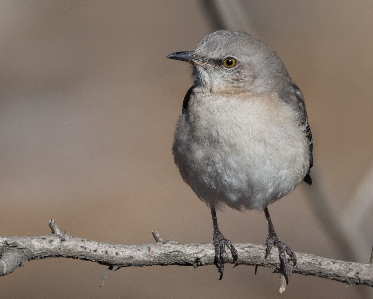 マネシツグミ - ML650366665