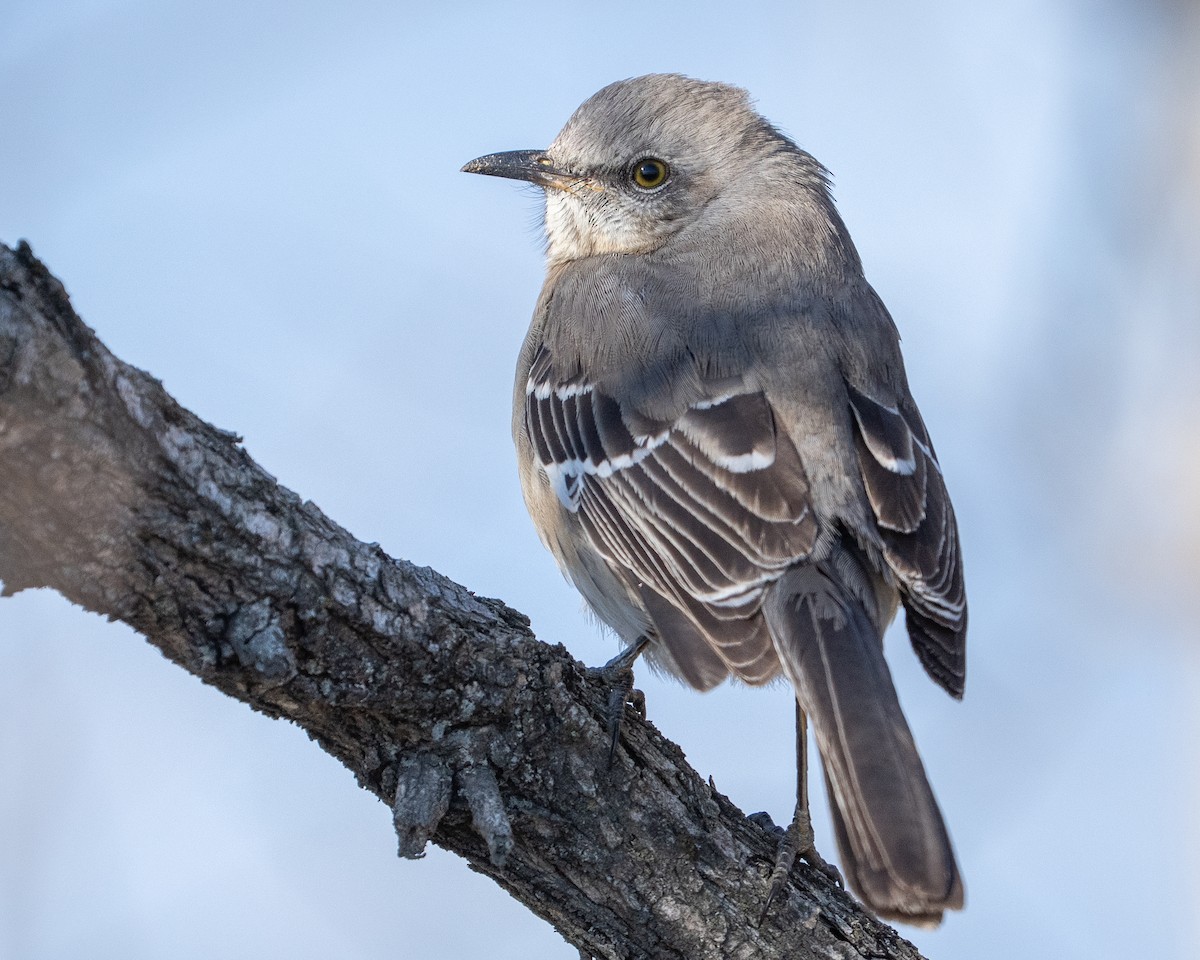 マネシツグミ - ML650366666