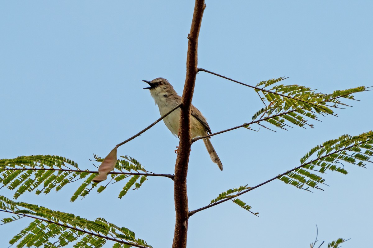 Tawny-flanked Prinia - ML650366676