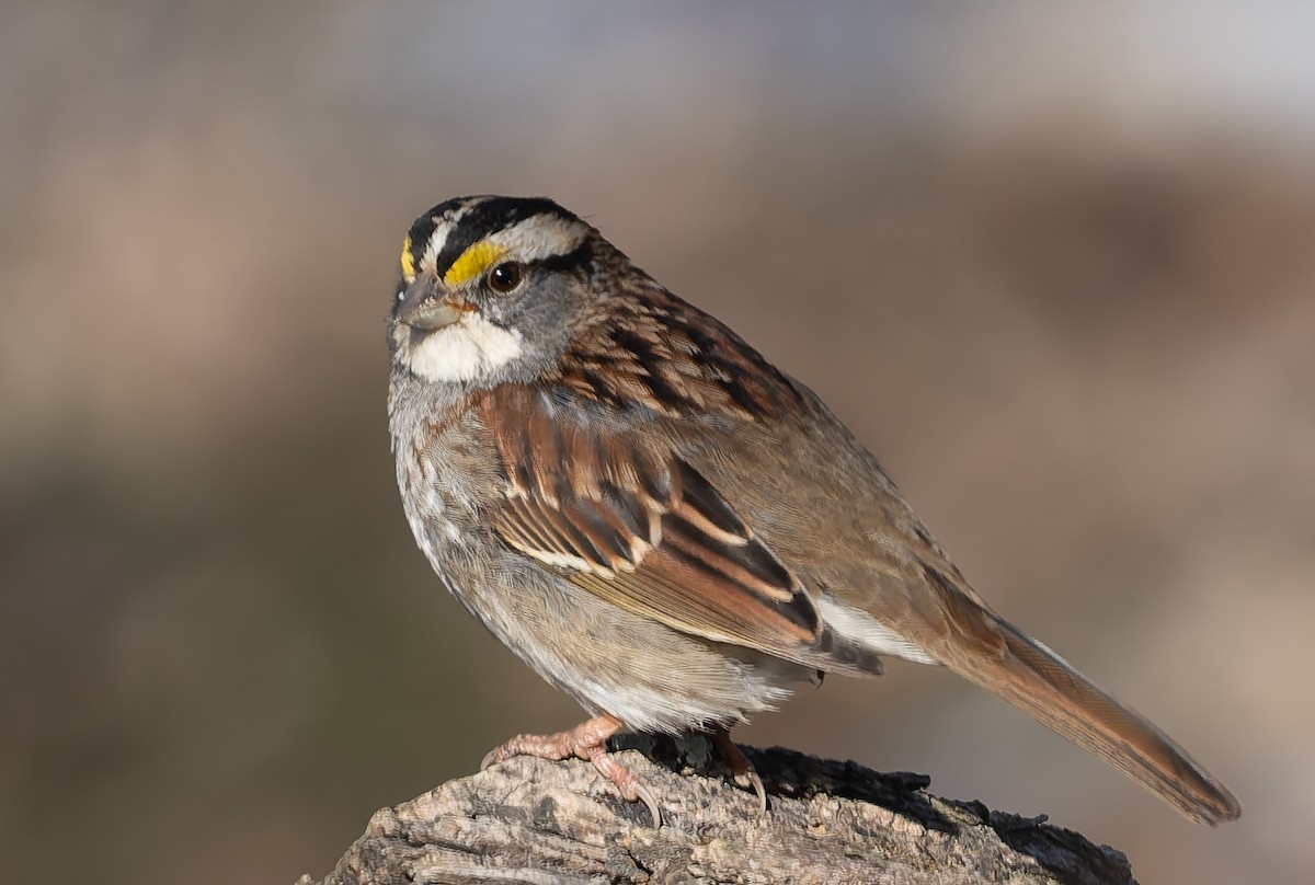 ノドジロシトド - ML650366683