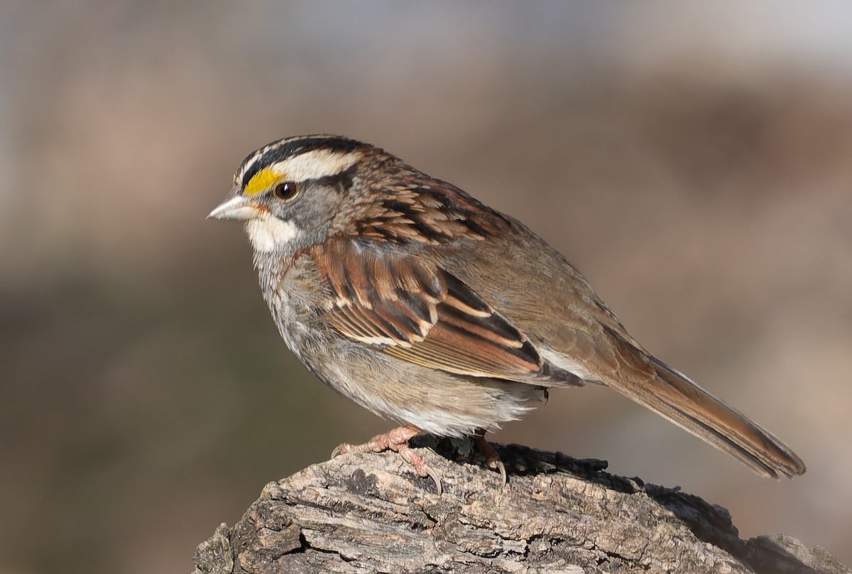 ノドジロシトド - ML650366684