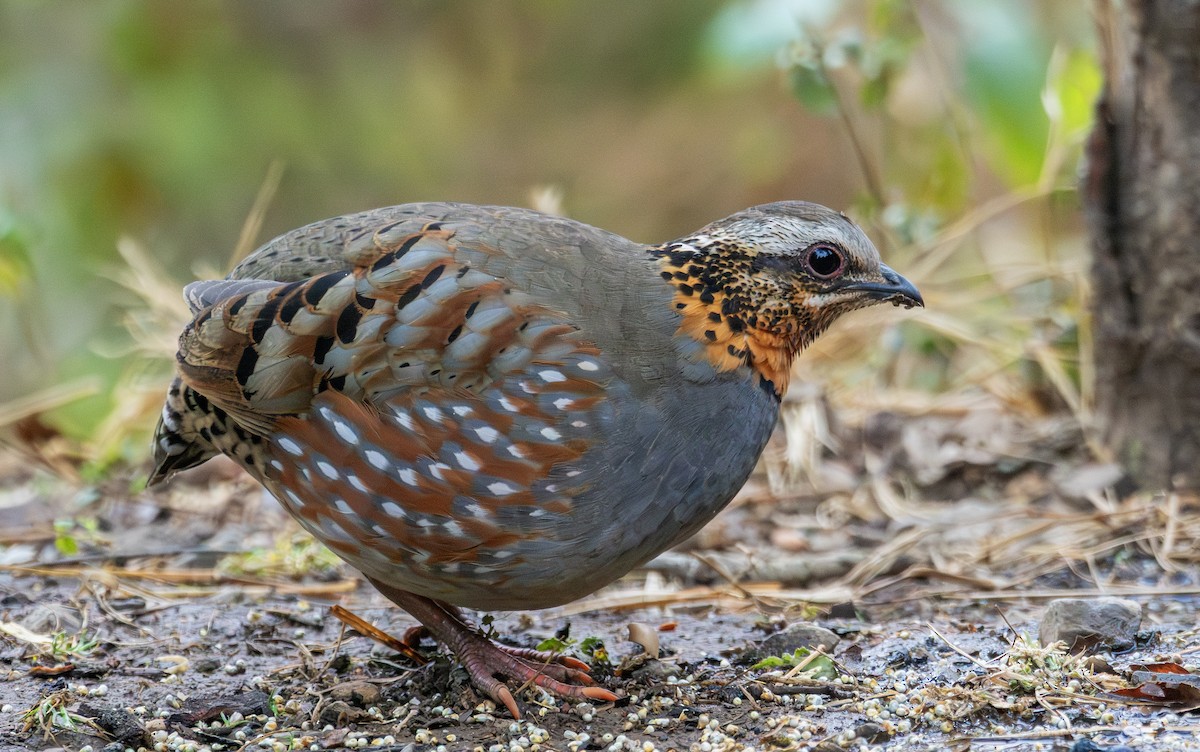 Rufous-throated Partridge - ML650366806