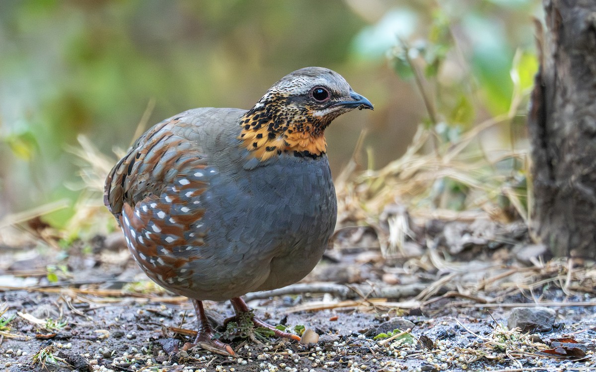 Rufous-throated Partridge - ML650366807
