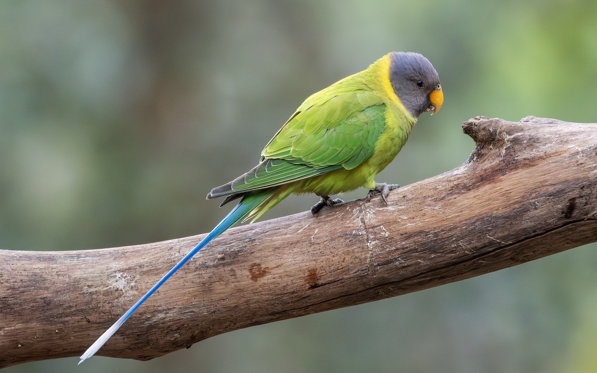 Plum-headed Parakeet - ML650366822