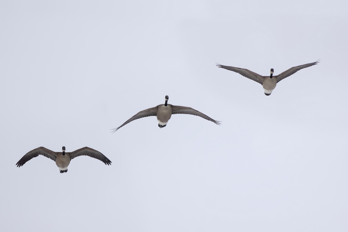 Canada Goose - ML650366823