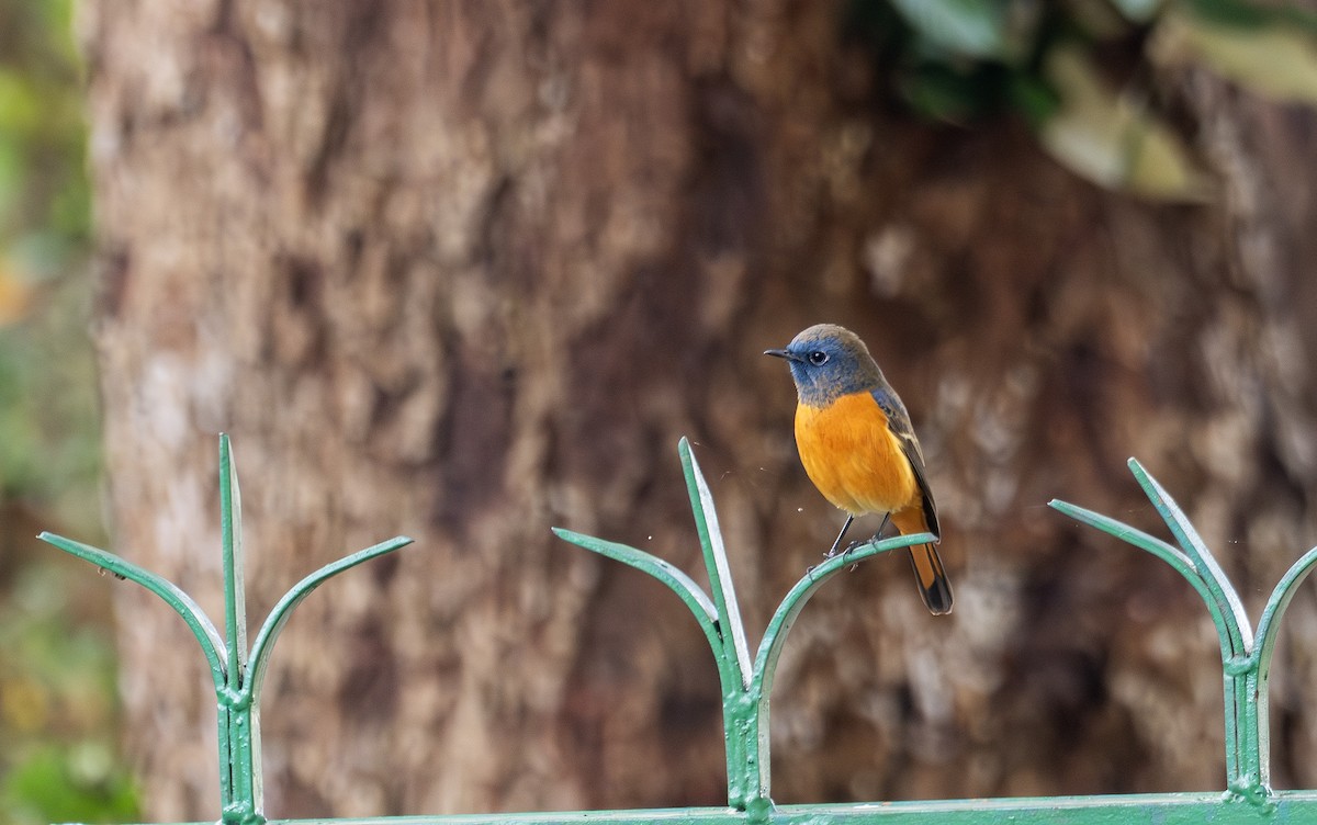 Blue-fronted Redstart - ML650366842