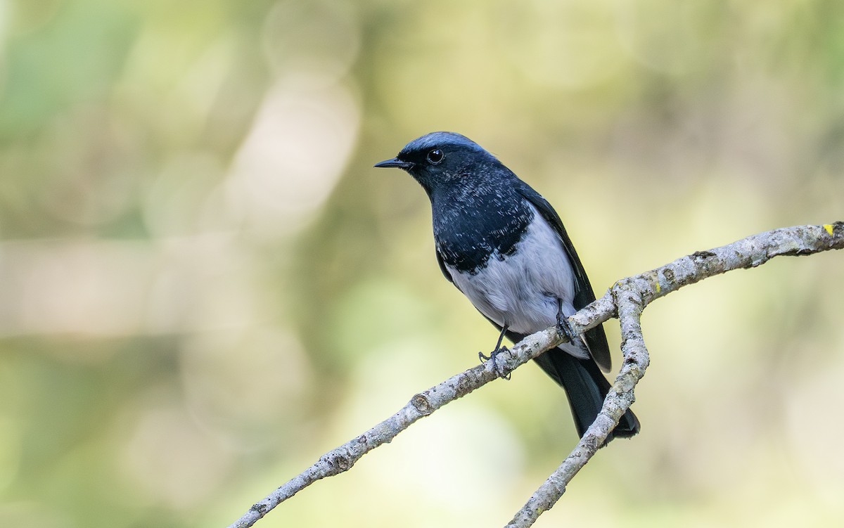Blue-capped Redstart - ML650366854