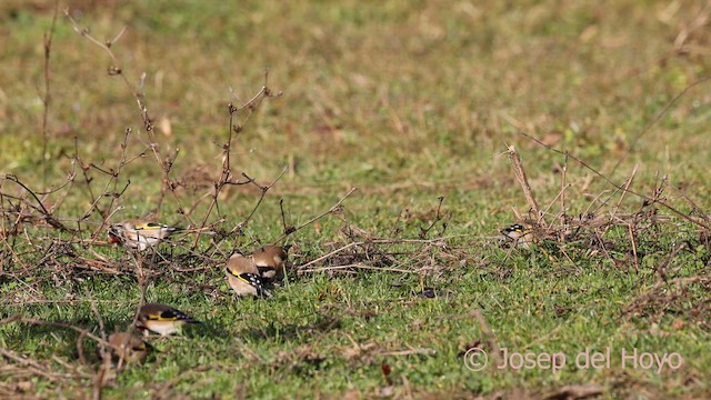 European Goldfinch - ML650366856